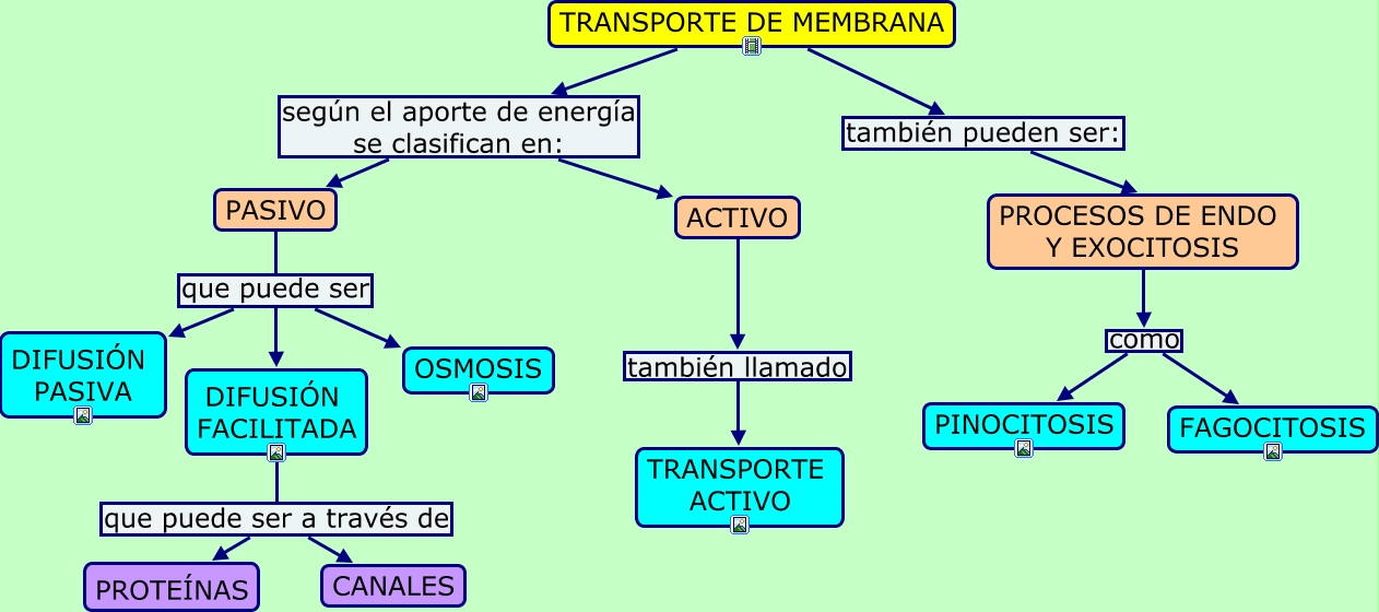 Transporte De Membrana 7715