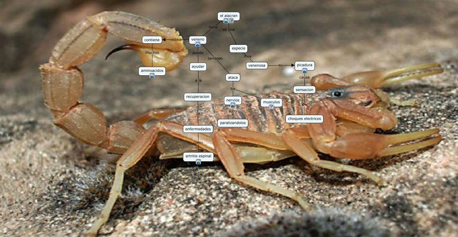 Alacran ¿cuales Son Los Beneficion Y Los Daños Del Veneno De Un Alacran