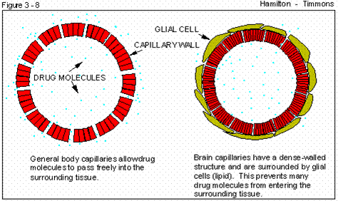 blood brain barrier function