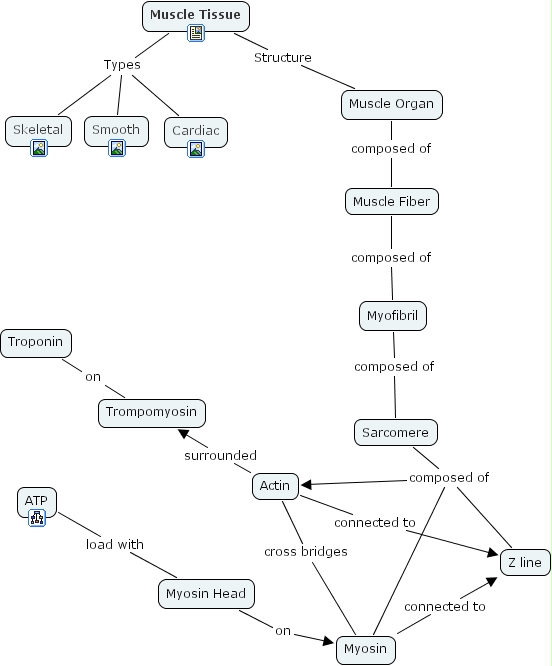 muscle structure anatomy concept map