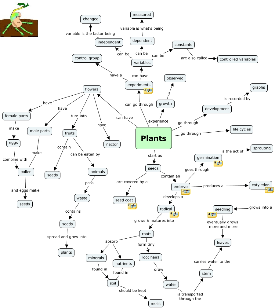Plants - How do plants grow?