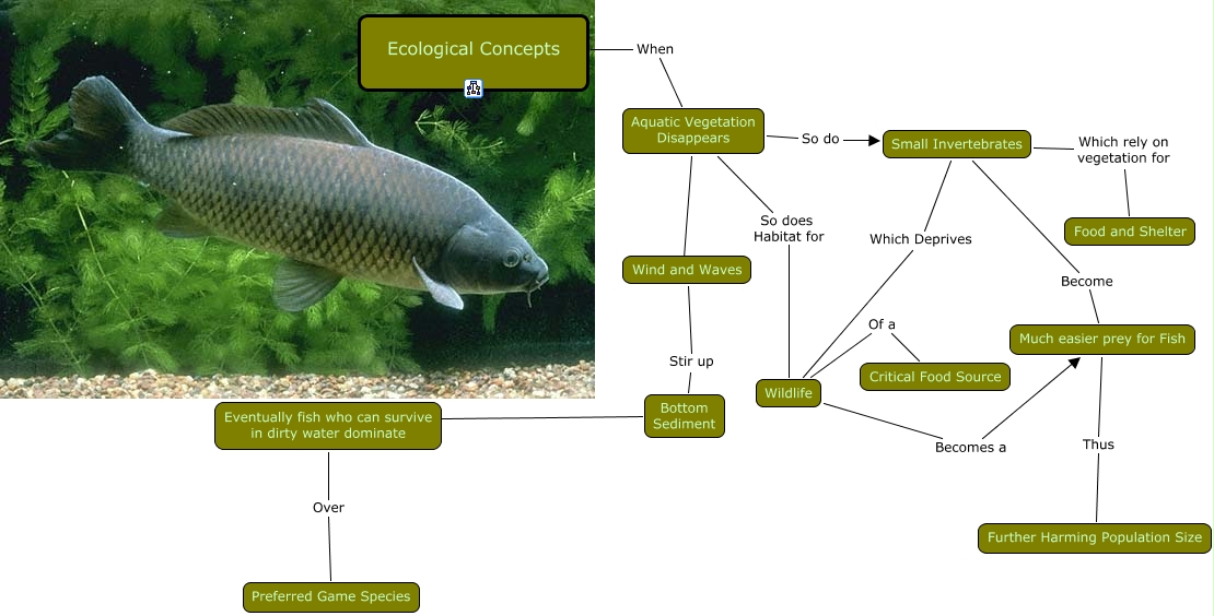 Ecological Concepts