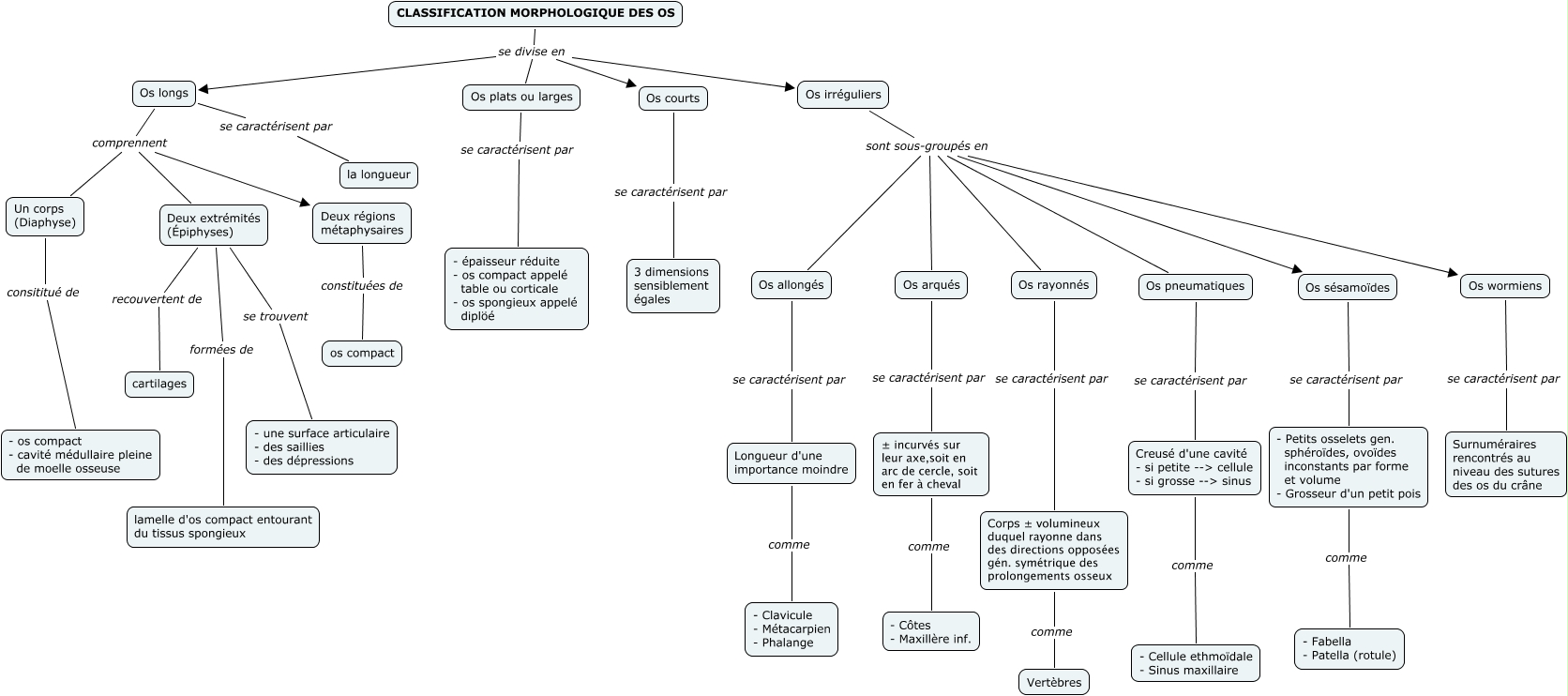 Classification morphologique des os
