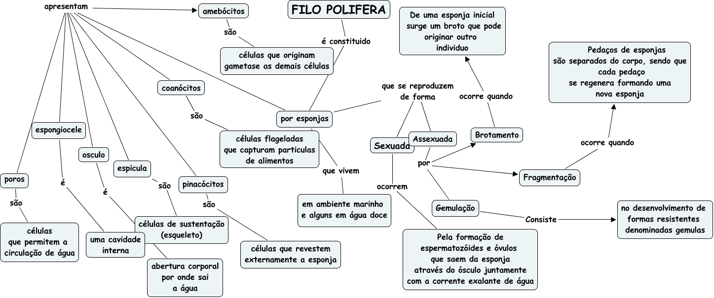 Filo Porifera - escola