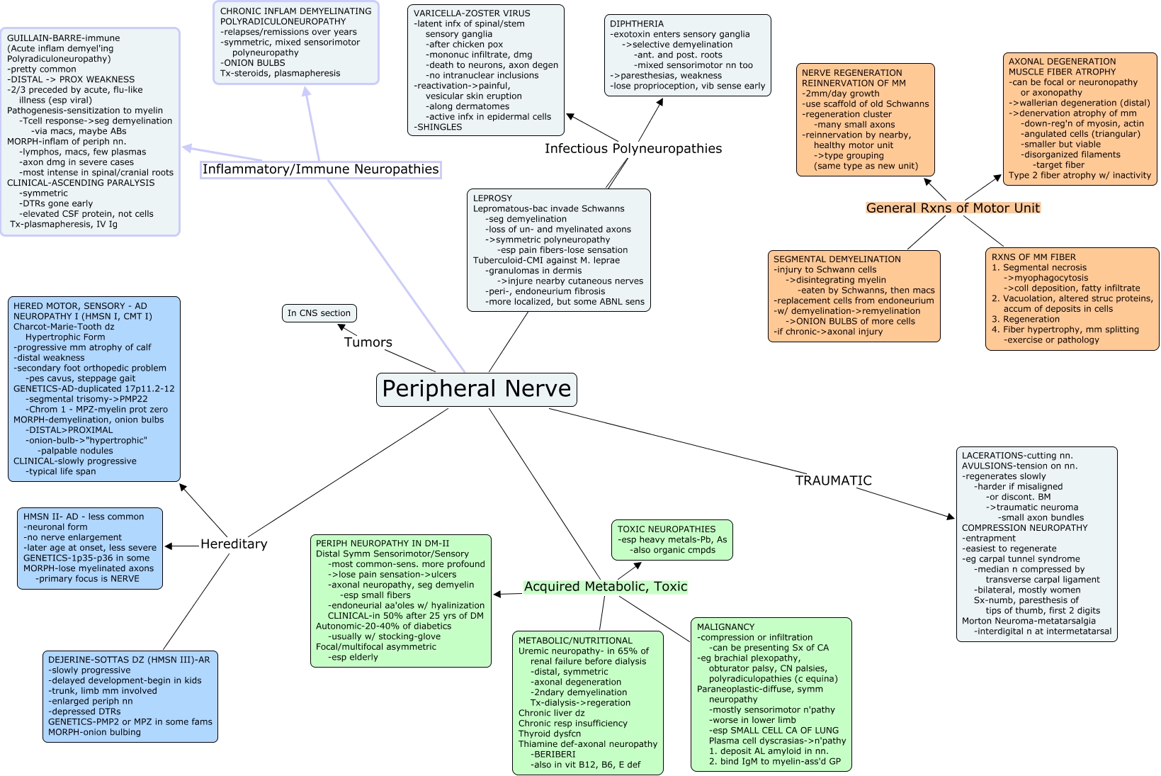 Peripheral Nerve