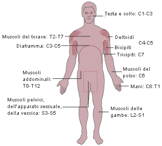 3 muscoli deltoidi