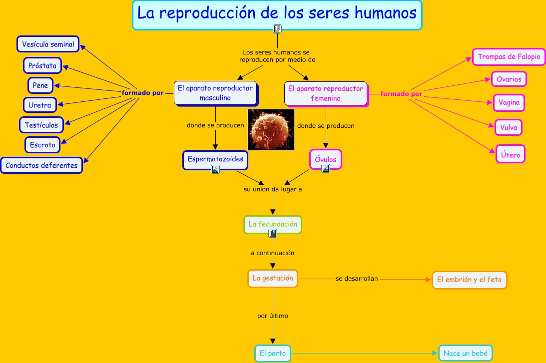 Ejercicio TIC mapa conceptual La reproducción de los seres humanos Sandra  Rubio Torres - reproduccion seres humanos