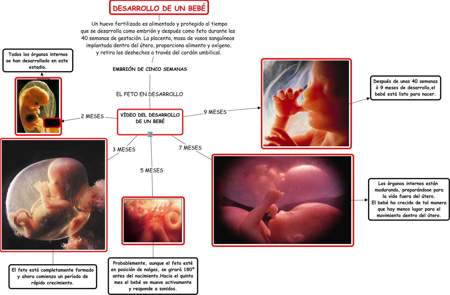 Desarrollo De Un Bebe