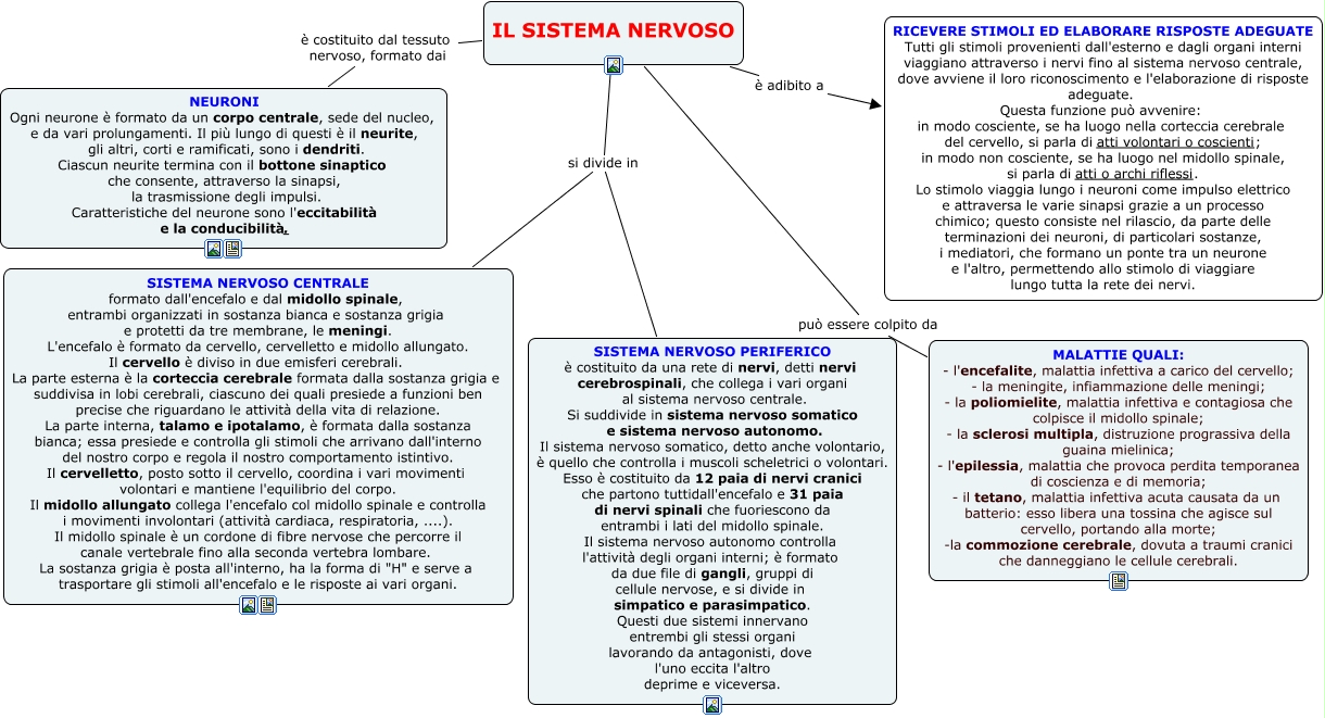 Il Sistema Nervoso Che Cosa E Il Sistema Nervoso