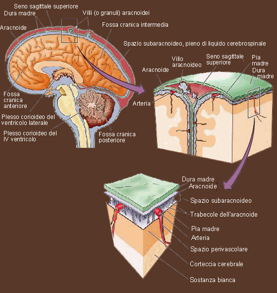 dura madre cranica