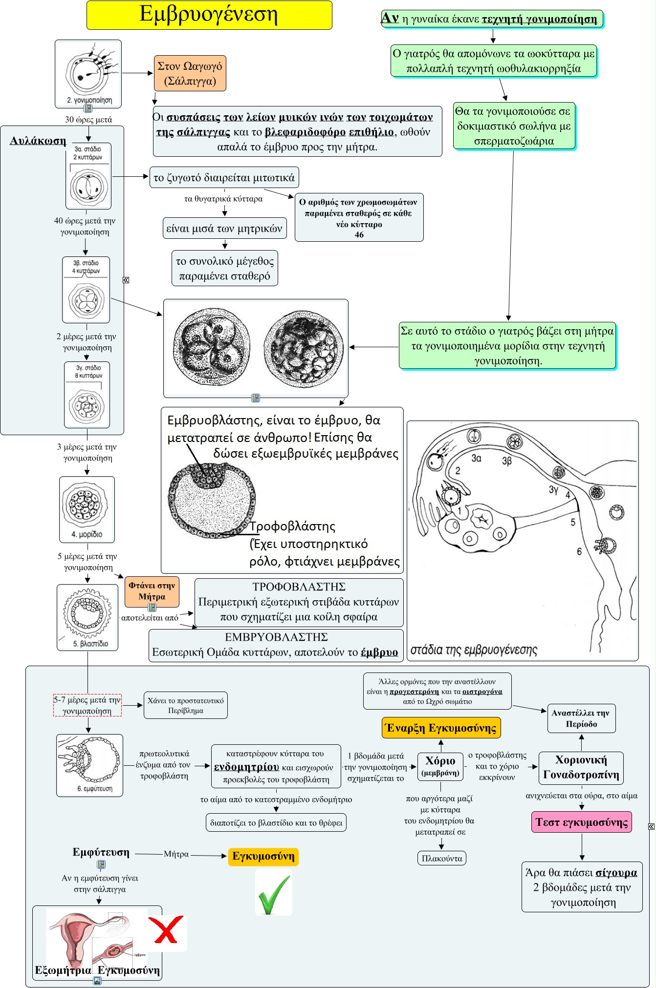 Embryogenesis