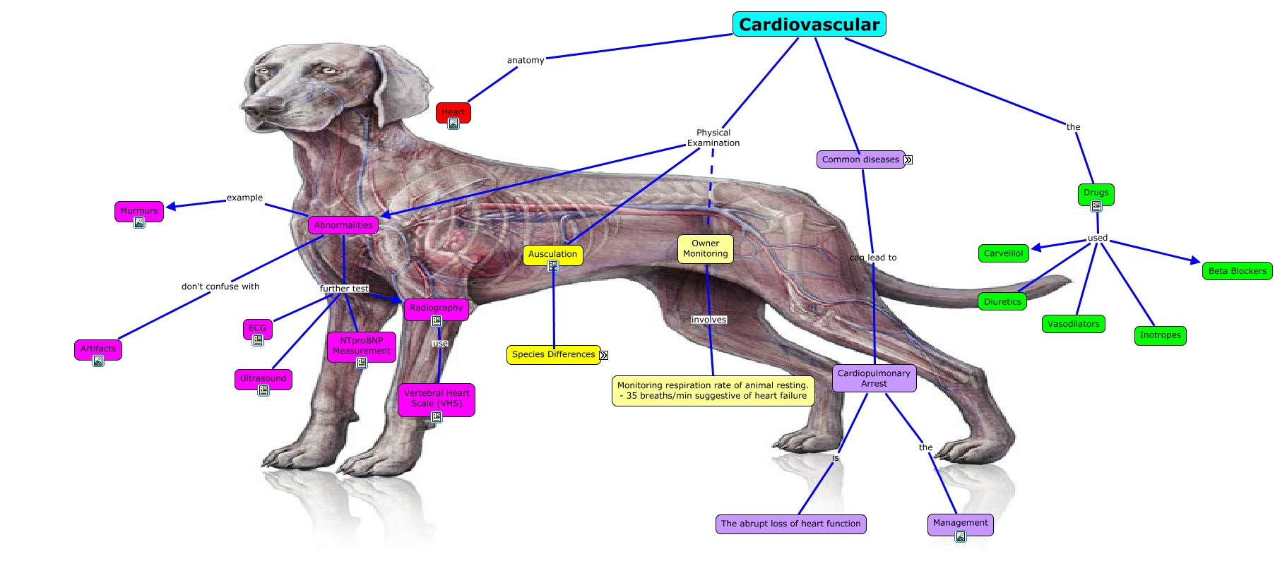 Cardiovascular