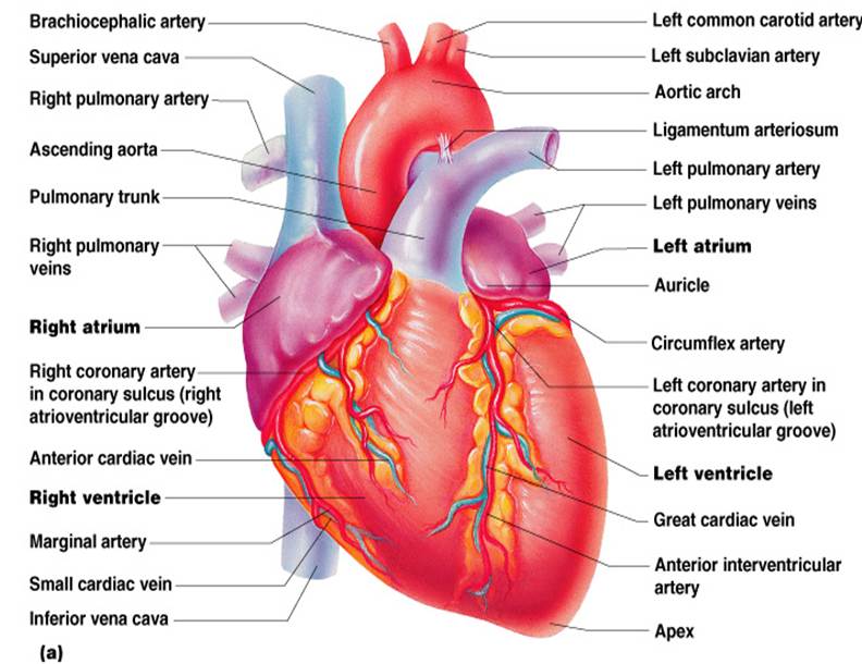 external heart anatomy