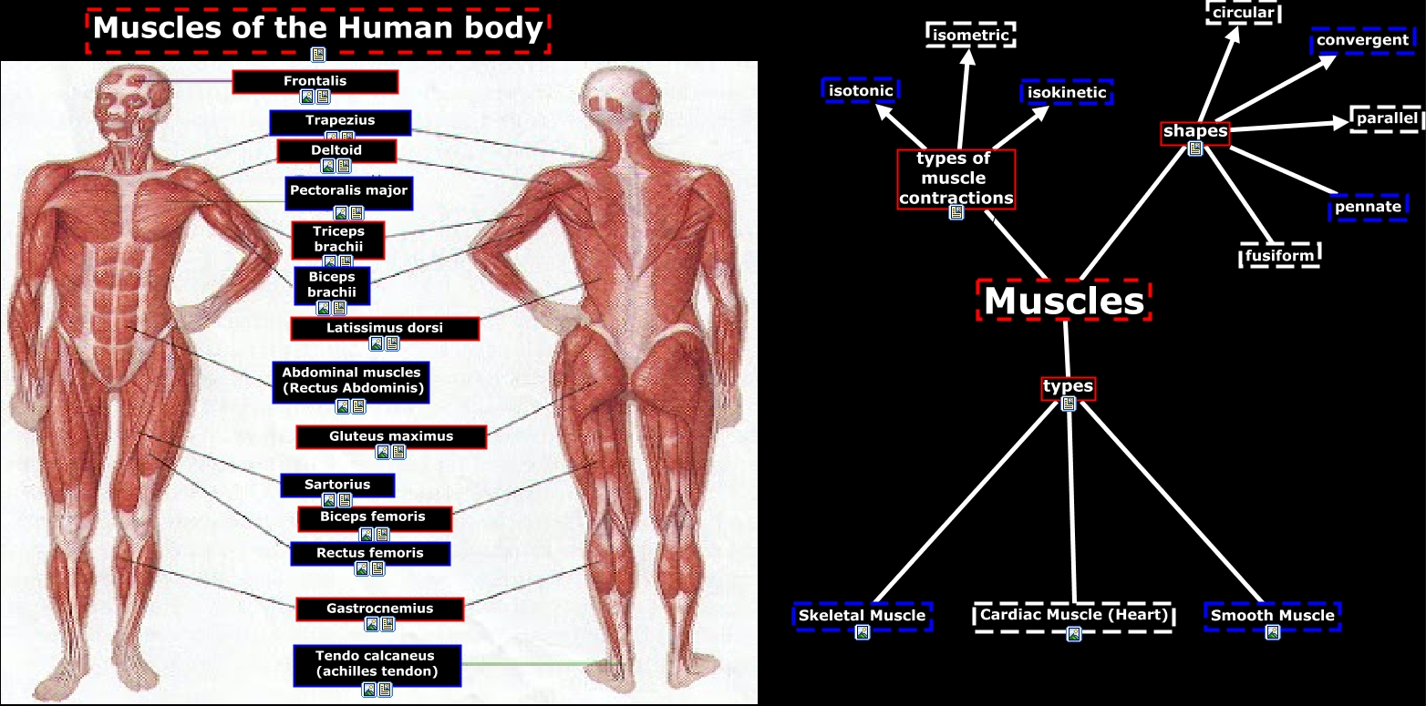 Human Body - Muscles