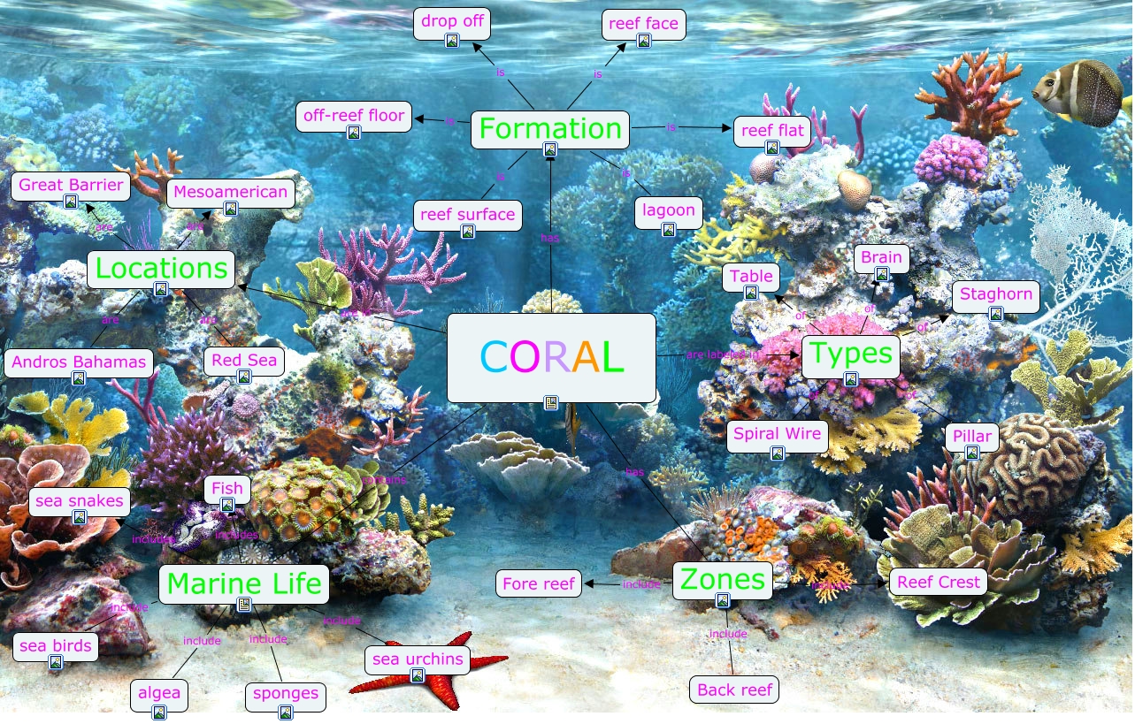coral reef diagram labeled