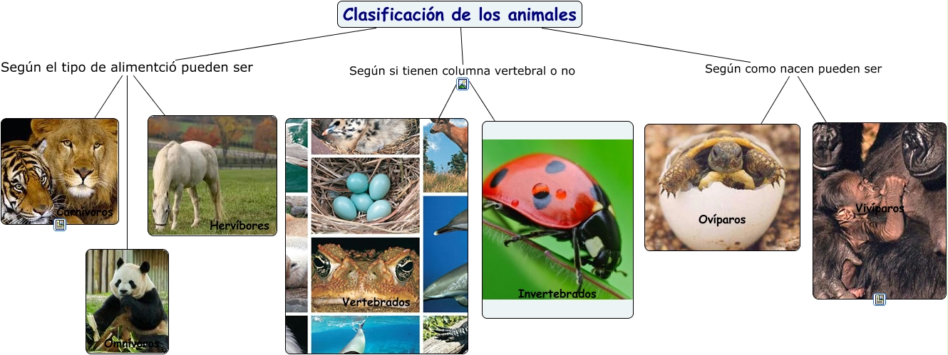 clasificacion de los animales clasificacion de los animales