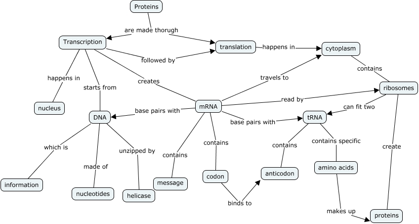 Protein Synthesis - What makes up Life?