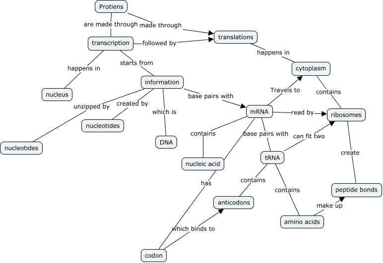 Protien Synthesis