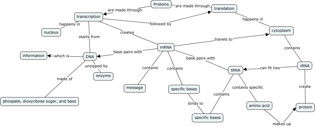 Protein Synthesis - What happens in protein synthesis