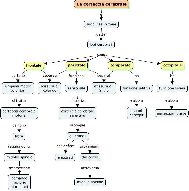 lobi della corteccia cerebrale