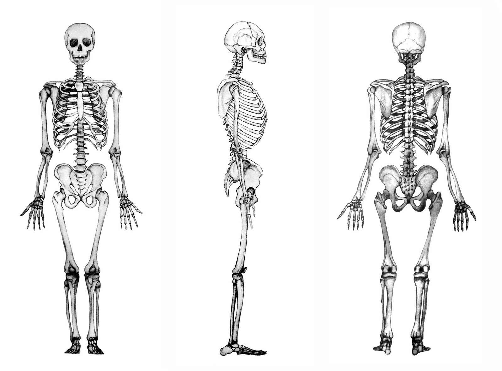 Erase Una Vez El Cuerpo Humano - Los huesos y el esqueleto 