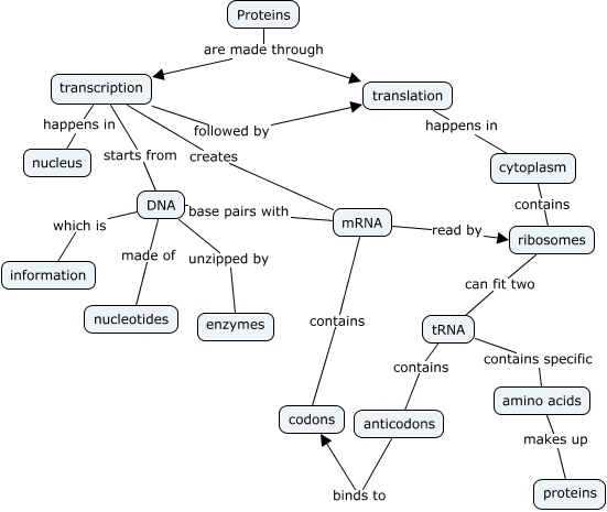 Protein Synthesis Concept Map How Are Proteins Made