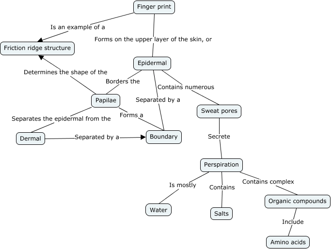 Skin Structure Map - How does the anatomy/physiology of our skin tissue ...