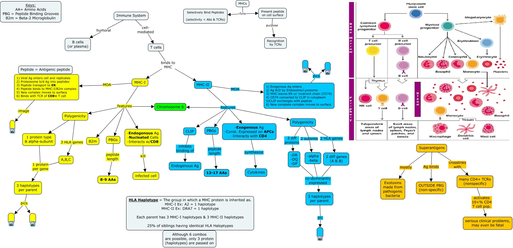 MHC complexes cMAP