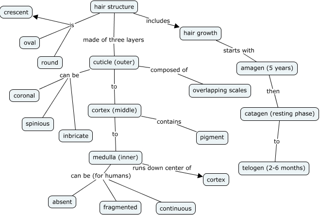 Hair Structure