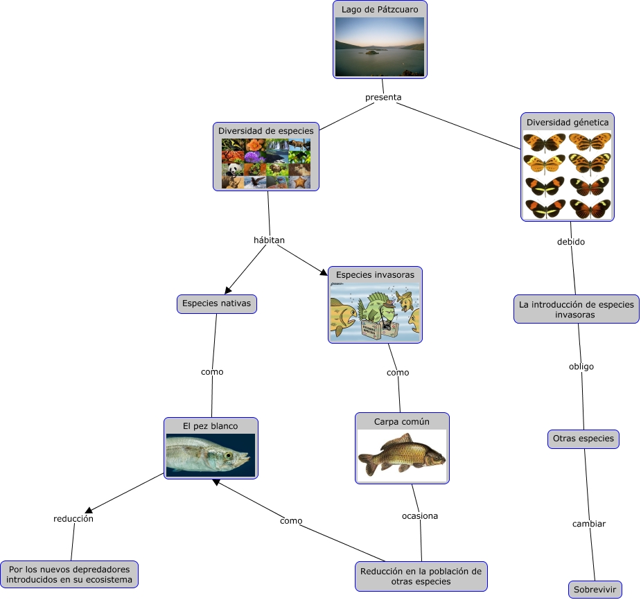 diagrama de pez carpa común