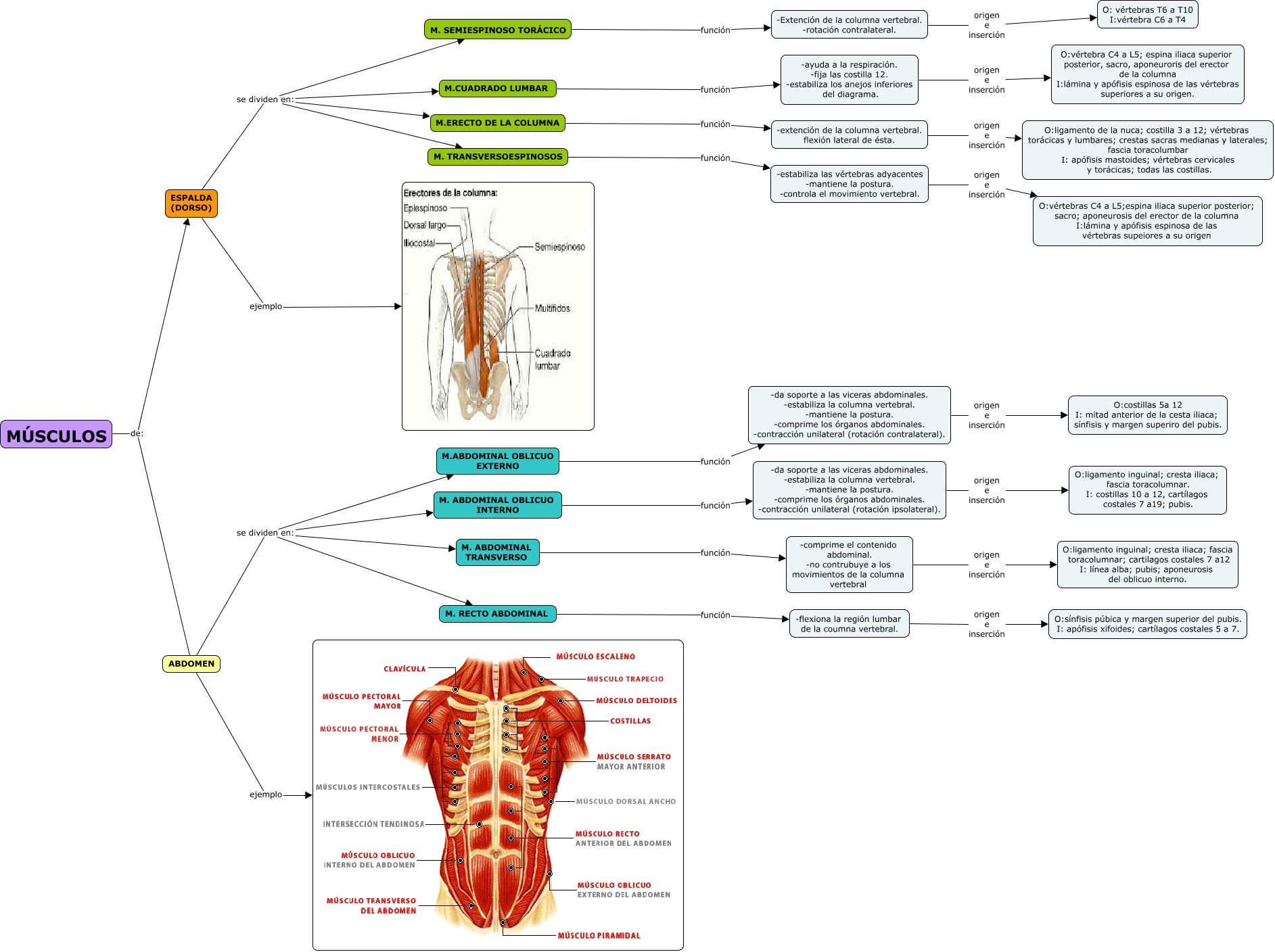 ABDOMEN.cmap