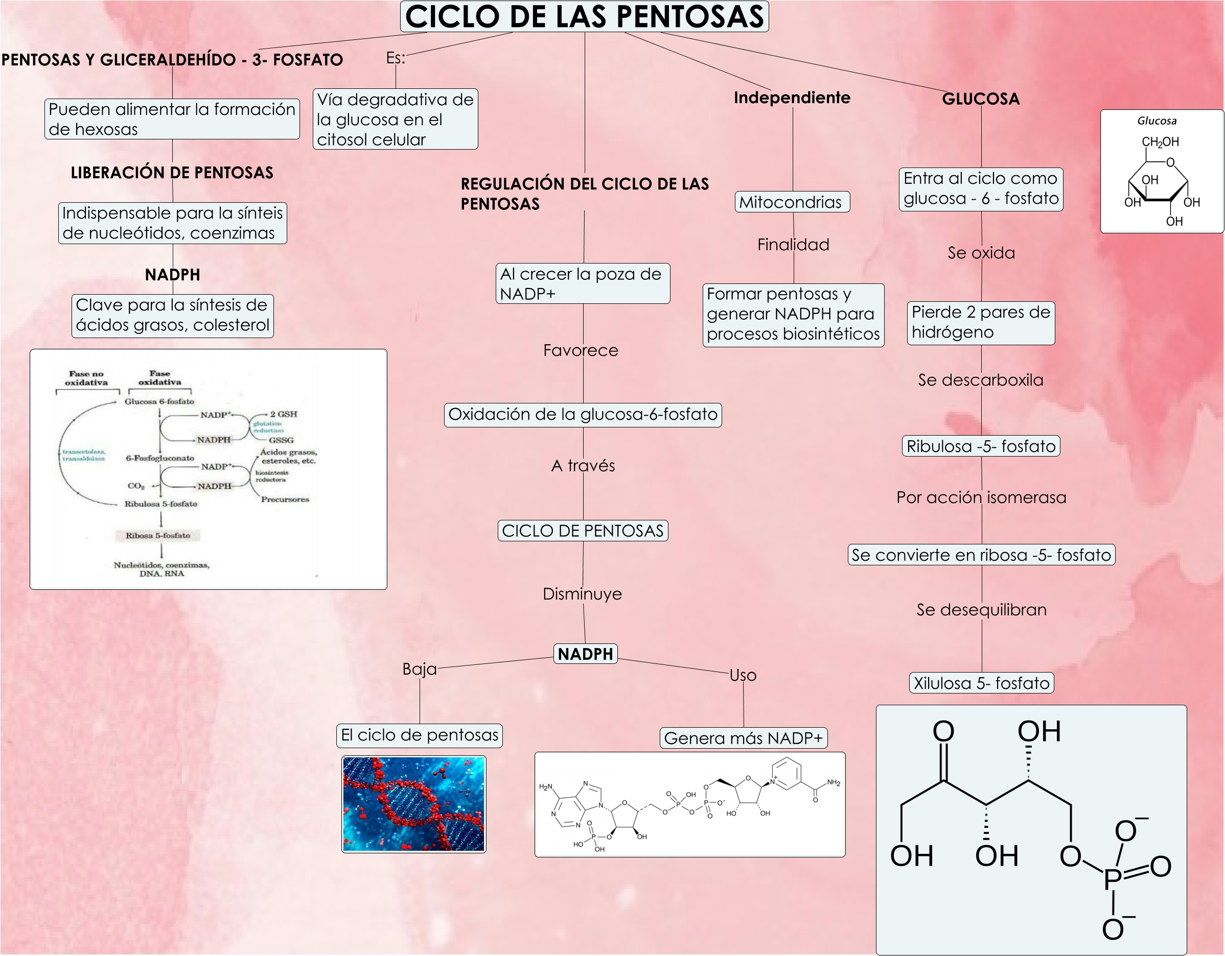 CICLO DE LAS PENTOSAS