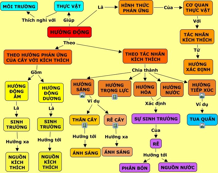 Hướng Động Là Hình Thức Phản Ứng Của Thực Vật: Cơ Chế Và Ứng Dụng